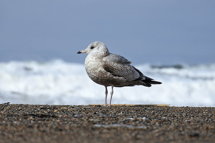 animal, mar, Playa, ola, gull del mar, Seagull, aves marinas