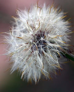 dandelion, weed, seeds, nature