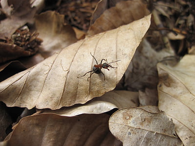 개미, 잎, 작은, 숲, 닫기, 자연, 곤충