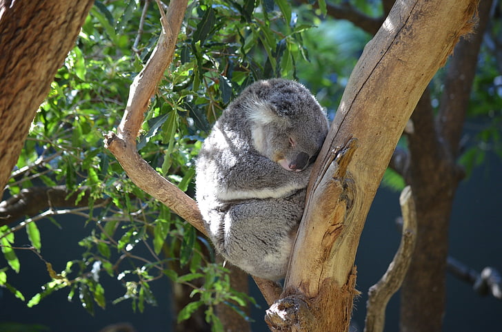 Koala, pungdyr, dyr, Nuttet, Australien, phascolarctos cinereus, træ