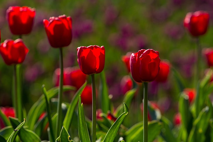 tulppaanit, kevään, valo, värikäs, punainen, kukat, makro