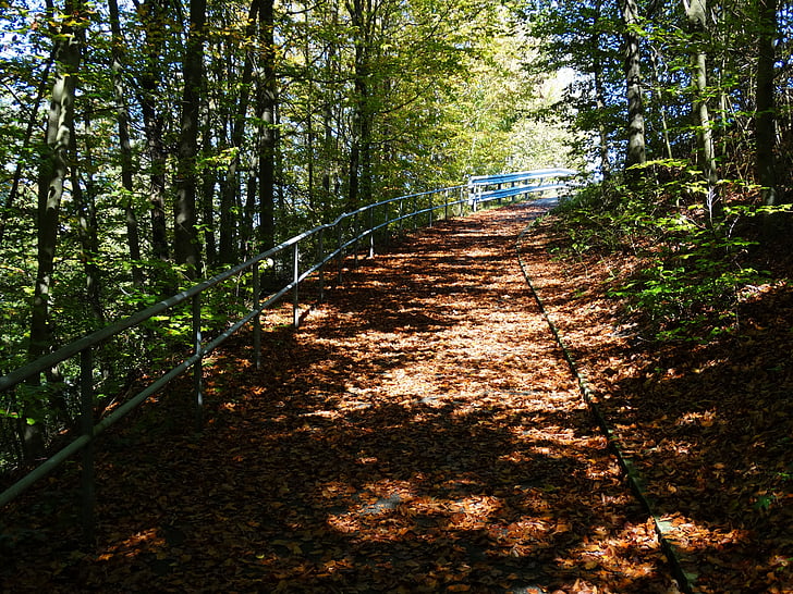 meža ceļš, rudens lapas, rudens meža, cietkoksnes grīdas, atstāj, rudens