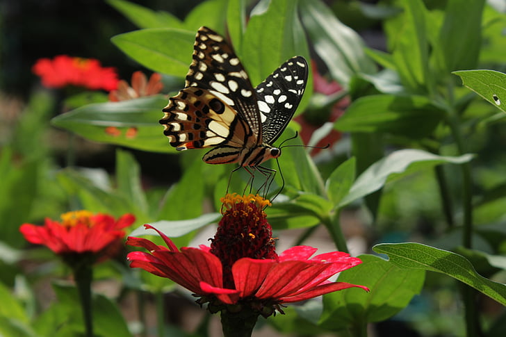 butterfly, garden, nature, insect, colorful, wildlife, life