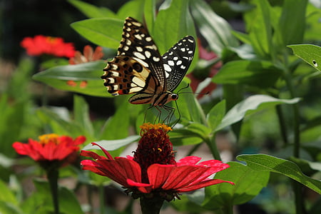 나비, 정원, 자연, 곤충, 다채로운, 야생 동물, 생활