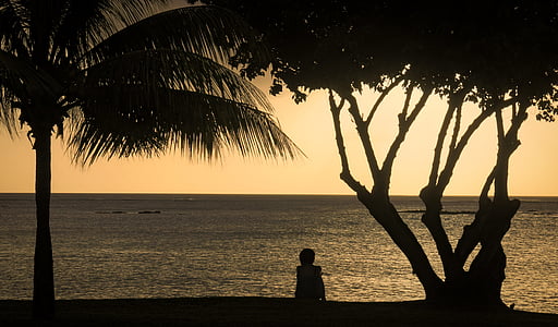solnedgång, Palms, Tropical