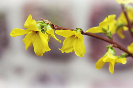 连翘, 黄色, 布什, 春天, 金色的铃铛, 金丁香, 一种观赏灌木