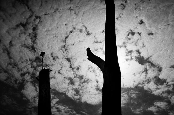 photo, tree, silhouette, night, art, beach, clouds