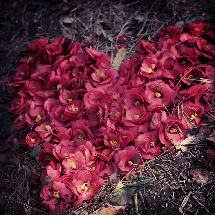 Yeosu, flor de camélia, coração, Hart, natureza, folha, Outono