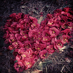 Yeosu, kamélia virág, szív, Hart, természet, levél, ősz