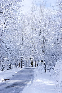zimowe, drogi, śnieg, mróz, biały, podróż, lasu