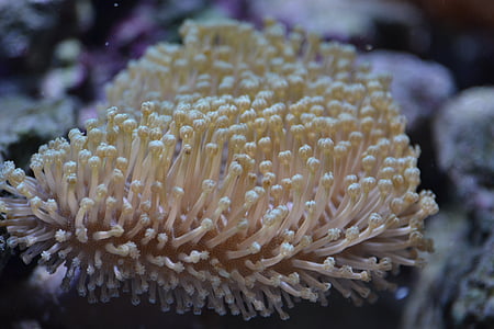 anemone, cá, tôi à?, thủy sản, Thiên nhiên, nước, thủy