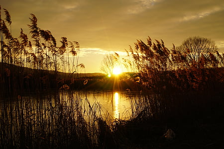 Západ slunce, jezero, Reed