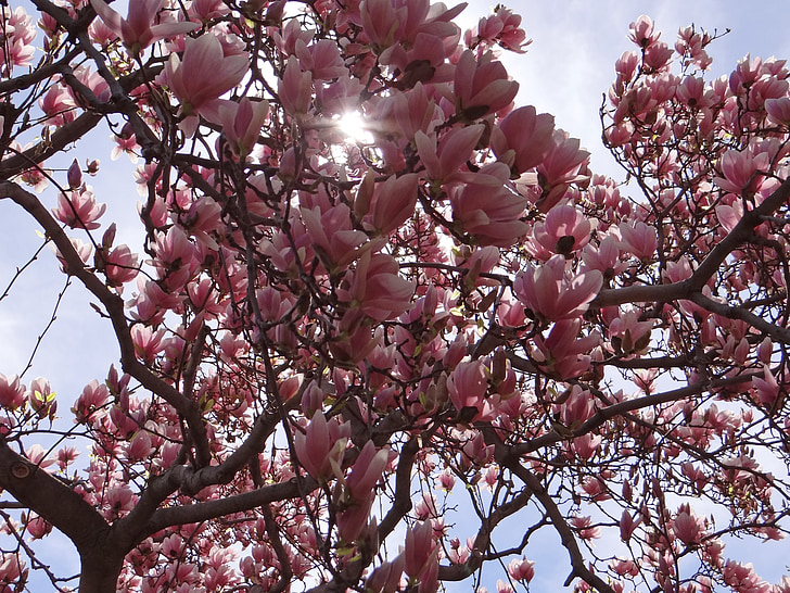 lente, Blossom, brenches, roze, natuur, Magnolia, bloem