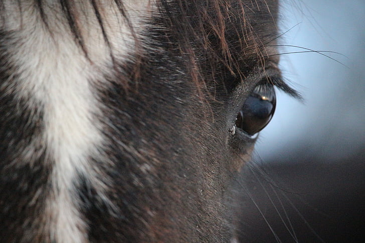 häst, öga, Horse eye, Blaze, brunt mögel, renrasig arabian, hästhuvud