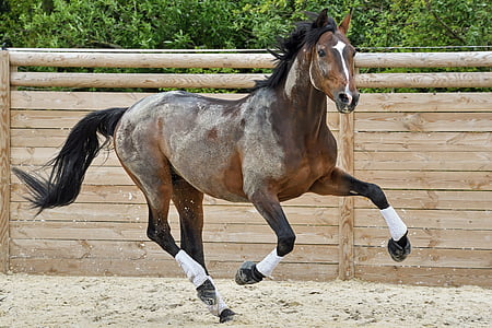 horse, run, play, stallion, animal, outdoors, thoroughbred Horse