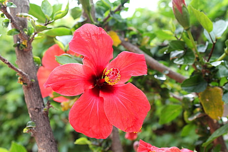 Hibiscus, kinesisk hibiscus, kinesisk rose, Rose kinesisk, blomster, Tyrkia