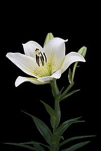 lily, white, isolated, blossom, bloom, flower, blossomed