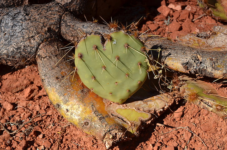 cactus, cor, cor en forma de, esperó, l'amor, dia de Sant Valentí, desert de