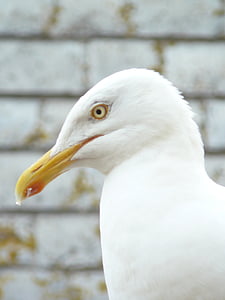 seagull, close, head, beak, bird, animal, nature