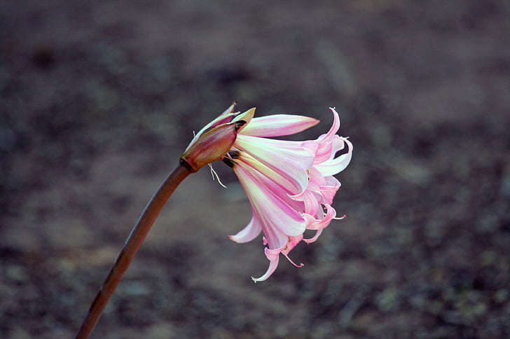 lily, pink, white, lone, trumpet, no people, pink color