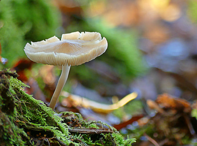 mushroom, forest, forest floor, moss, autumn, nature, bemoost