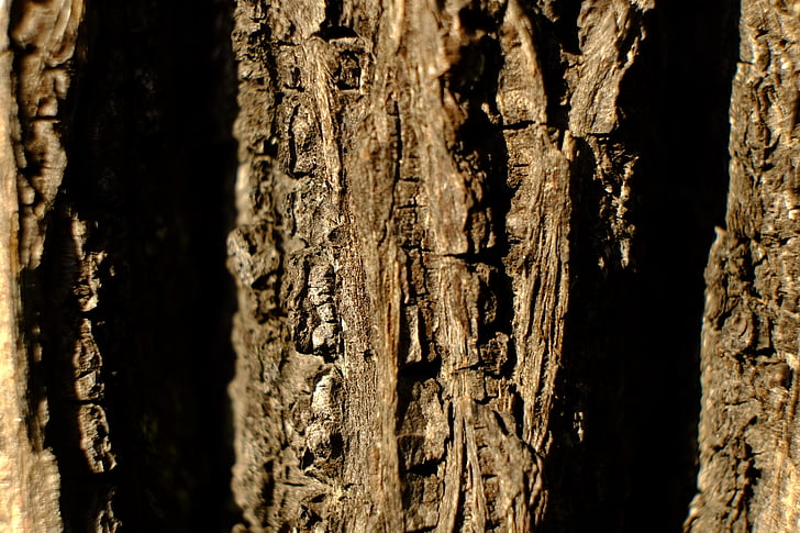 ツリー, 樹皮, ログ, 自然, 構造, 茶色, パターン