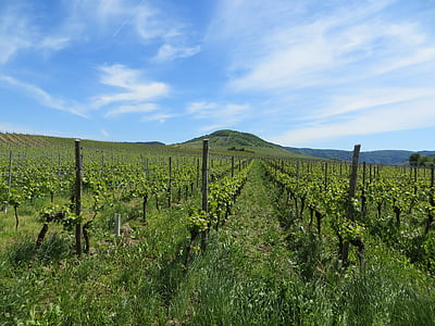 vineyards, grapes, read, vines, fruits, perennials, wine