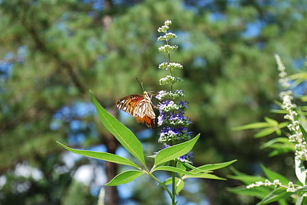 mariposa, Vitex, casto, árbol, hojas, flor, Texas