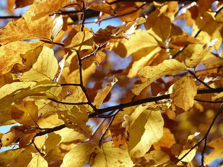 sồi, lá sồi, mùa thu, lá, đầy màu sắc, màu sắc, vàng
