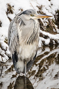 heron, grey heron, fish eater, bird, plumage, water, water bird