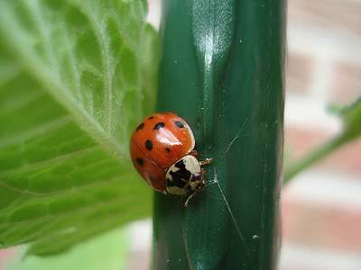coccinelle, nature, animaux