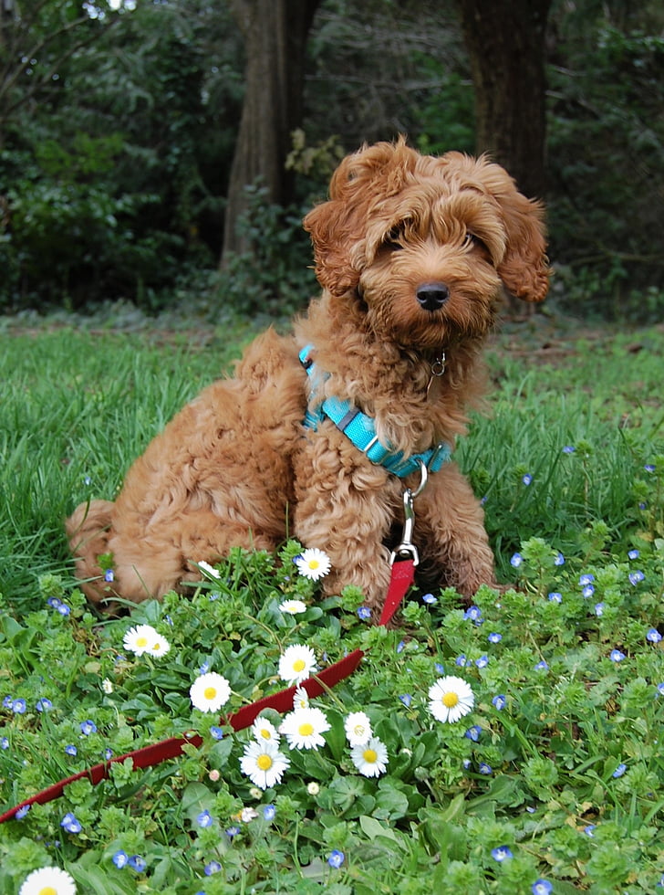 Labradoodle, australische labradoodle, Blumen, Hund, Tier, Haustier, flauschige