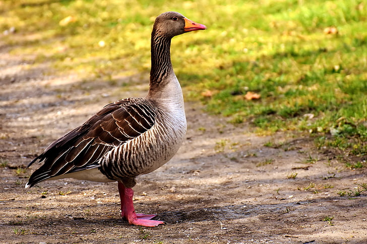 goose, water bird, poultry, greylag goose, animal, feather, waterfowl