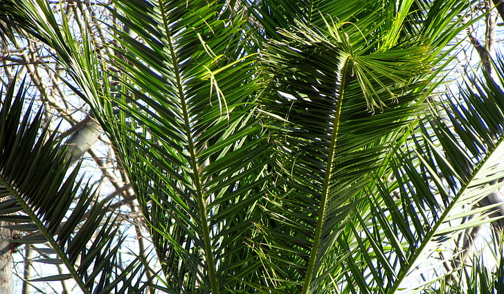 Palm tree, Anläggningen, naturen, Katalonien, Costa brava, liv, träd