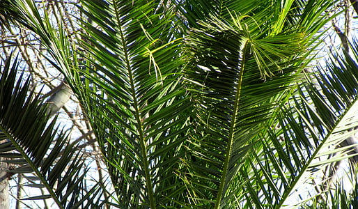 Palmipuu, taim, loodus, Kataloonia, Costa brava, elu, puu