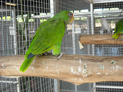 parakeet, small parrot, bird, pet, cage, colorful, green