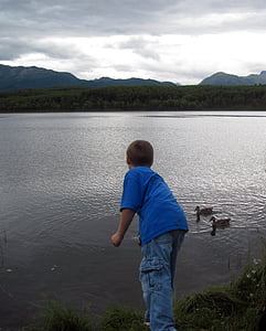 boy, alaska, lake, mountains, ducks, water, bird