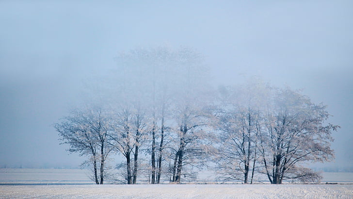 Zimní, mlha, stromy, sníh, chlad, mráz, ledové