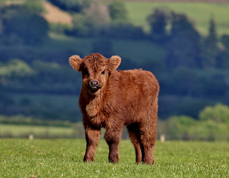 calf, cow, cattle, farm, highland cow, brown, grass
