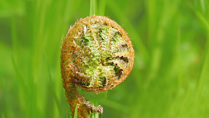 závod, Příroda, živě, detail