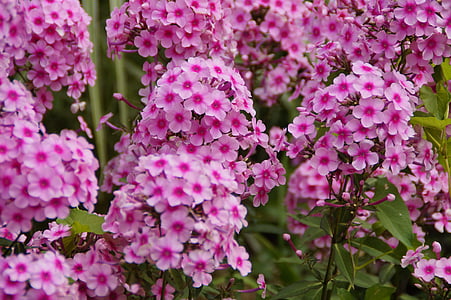 phlox, pink, beautiful, farbenpracht, flowers, flora, plant