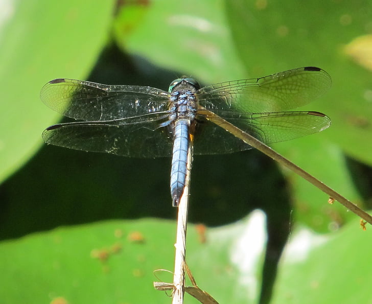 Dragonfly, blå-eyed darner, insekt, bugg, vingar, öga, makro