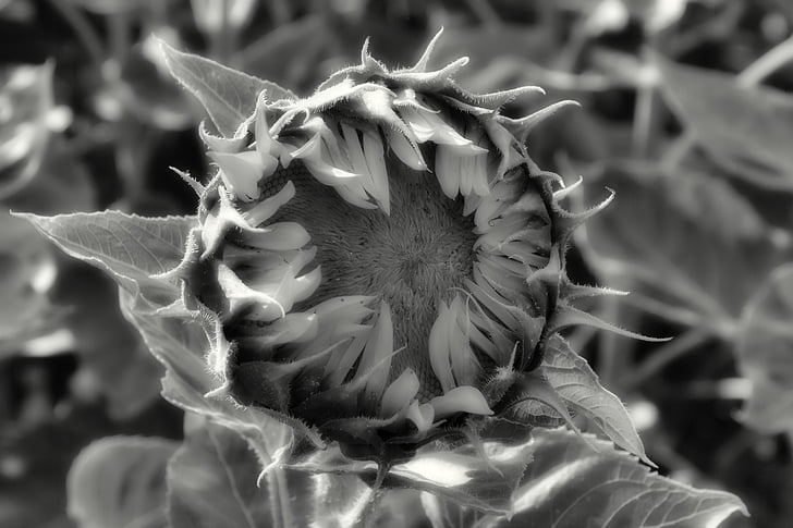 Цветок солнца, Бутон, Лето, Helianthus annuus, черный и белый