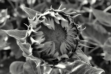 Sun flower, bud, sommer, Helianthus annuus, sort og hvid