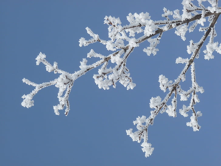 winter, frost, branch, snow, nature, frozen, hoarfrost