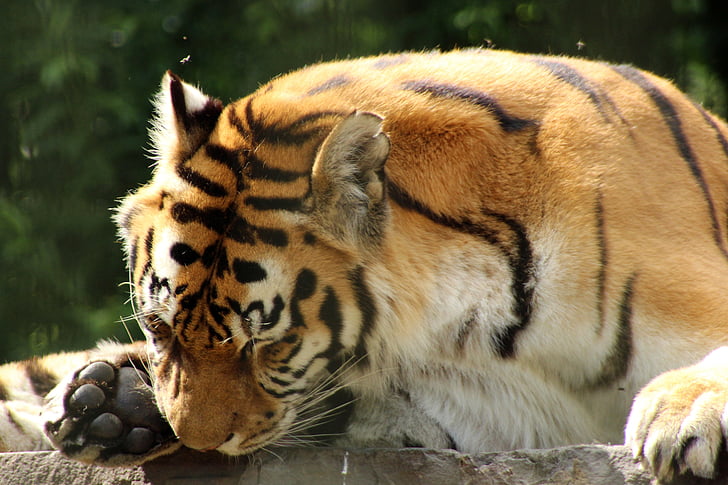 tiger, enclosure, predator, cat, zoo, paw, quiet