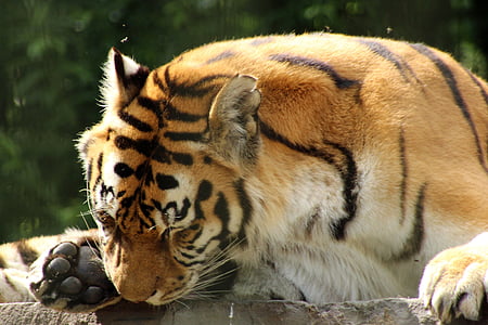Tigre, recinto, depredador, gato, Parque zoológico, pata, tranquila