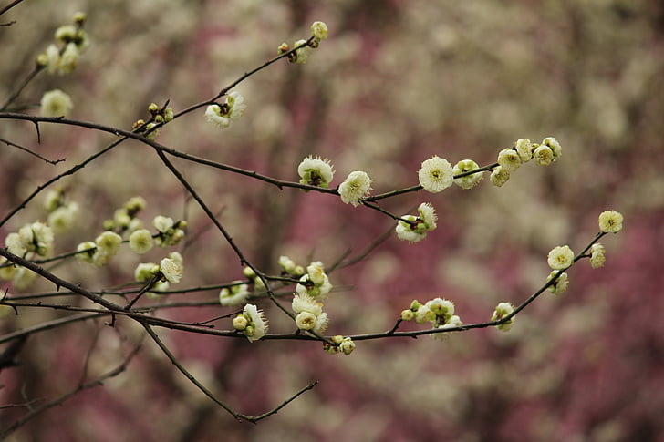 növény, Plum blossom, zöld csészelevél
