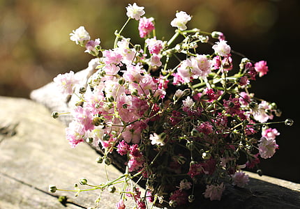 krepšys gypsofilia sėklos, guboja, krepšys, Dekoratyvinės gėlės, dekoratyvinių augalų, gėlės, Gamta