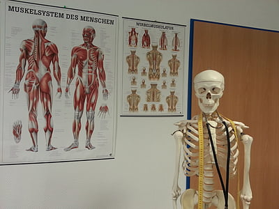 skeleton, bone, anatomy, bone structure, muscles, hospital, doctor
